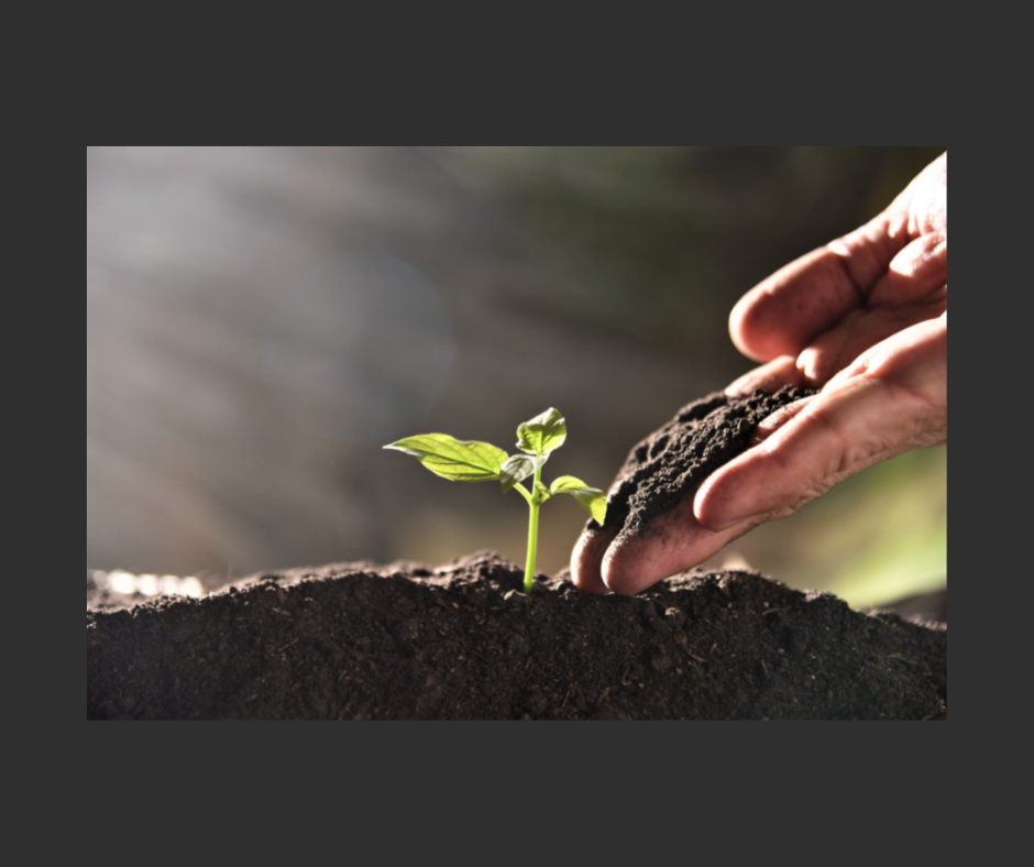 ルカ福音書ルカ13章1-9節「霊的な肥料を施そう」